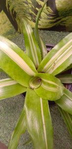The Neo Chef and David Bromeliad are likely Neoregelia varieties, which are popular among bromeliad enthusiasts for their striking foliage. Here's a guide to growing both: Growing Requirements for Neo Chef & David Bromeliad: Light: Bright, indirect sunlight is ideal. These bromeliads thrive in light but can tolerate a bit of shade. Avoid placing them in direct sunlight, as it can cause the leaves to scorch, especially for varieties with delicate colors. Watering: Water the central cup (the rosette formed by the leaves). Keep the cup filled with fresh water, but flush it out occasionally to avoid stagnation, which can lead to rot or attract pests. Mist the plant lightly, or ensure the soil is lightly moist, but avoid overwatering the roots, as bromeliads are prone to root rot. Humidity: Bromeliads love high humidity. If you live in a dry climate or keep them indoors, increase humidity by misting the leaves, placing the plant on a humidity tray, or using a humidifier. Soil: Use a well-draining mix. A combination of orchid bark, perlite, and peat works well. You can also buy commercial bromeliad soil. If planted in pots, ensure the container has good drainage to avoid water accumulation. Temperature: Neo Chef and David bromeliads thrive in temperatures between 60-80°F (16-27°C). They aren’t frost-tolerant, so bring them indoors or protect them during colder months. Fertilizing: Use a diluted liquid fertilizer once a month during the growing season. Bromeliads don’t require much feeding, so avoid using too much fertilizer—it can burn the plant or cause discoloration. Spray the fertilizer on the leaves, or add a diluted solution to the soil (not directly into the cup). Repotting: Bromeliads rarely need repotting. If the plant becomes too large for its container or produces pups (offshoots), you can gently separate the pups and plant them individually. Wait until the pups are about one-third the size of the mother plant before removing them. Pests: Watch out for mealybugs, scale, and aphids. If you spot pests, treat them with neem oil or insecticidal soap. Ensure good airflow around the plant to prevent fungal issues or rot, especially in the central cup. Blooming: Neoregelias like Neo Chef and David bromeliads are grown primarily for their vibrant, colorful foliage. The plants typically bloom only once, with flowers emerging from the center. After flowering, the main plant will die, but it will produce pups that continue growing. With proper care, both Neo Chef and David Bromeliads will thrive and add a splash of color to your garden or home! 
